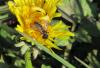 Andrena flavipes